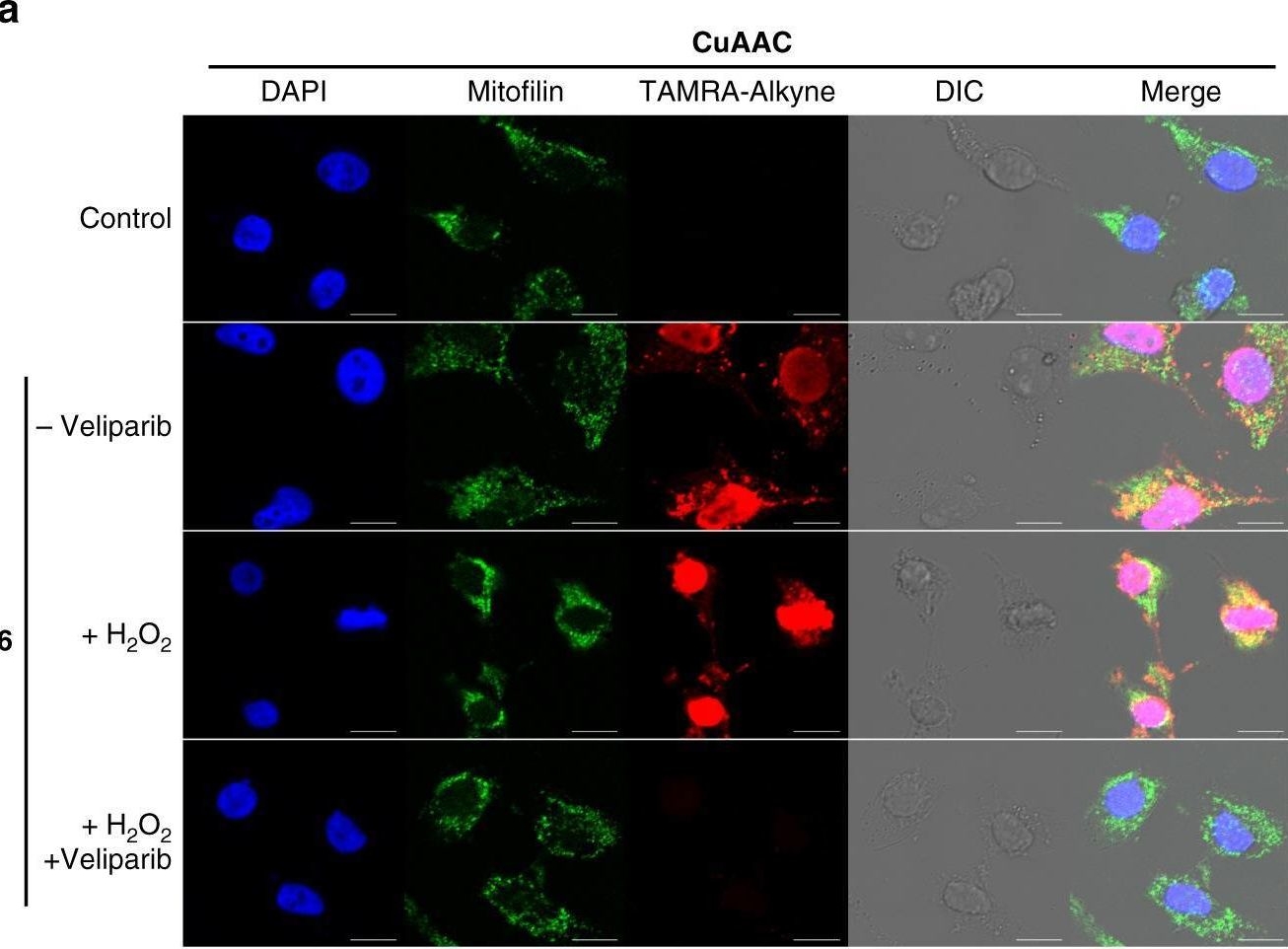 Fig.8.A showing Immunocytochemistry-immunofluorescence in a Homo sapiens (Human) sample from the publication: A ribose-functionalized NAD+ with unexpected high activity and selectivity for protein poly-ADP-ribosylation.