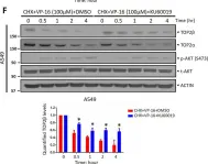 Fig.2.F showing Western Blotting in a Homo sapiens (Human) sample from the publication: ATM inhibitor KU60019 synergistically sensitizes lung cancer cells to topoisomerase II poisons by multiple mechanisms.