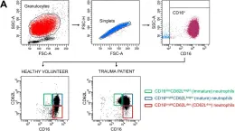 Fig.1.A showing Flow cytometry/Cell sorting from the publication: Severe Traumatic Injury Induces Phenotypic and Functional Changes of Neutrophils and Monocytes.