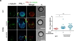 Fig.2.B showing Immunocytochemistry-immunofluorescence from the publication: Phosphatase of Regenerating Liver-1 (PRL-1) Regulates Actin Dynamics During Immunological Synapse Assembly and T Cell Effector Function.