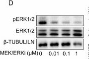 Fig.2.D showing Western Blotting from the publication: FGF4 initiates X-chromosome inactivation via activating YY1 and prompting loss of pluripotency factors.