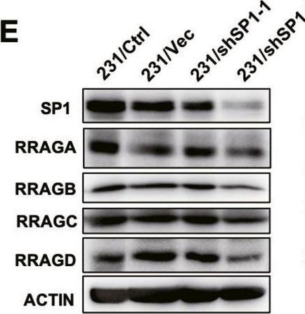 Fig.3.E showing Western Blotting in a Homo sapiens (Human) sample from the publication: Inosine enhances tumor mitochondrial respiration by inducing Rag GTPases and nascent protein synthesis under nutrient starvation.