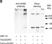 Fig.6.G showing Western Blotting from the publication: Lipid bodies containing oxidatively truncated lipids block antigen cross-presentation by dendritic cells in cancer.