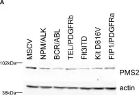 Fig.6.A showing Western Blotting in a Mus musculus (House mouse) sample from the publication: Identification of nuclear protein targets for six leukemogenic tyrosine kinases governed by post-translational regulation.
