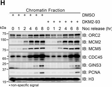 Fig.3.H showing Western Blotting from the publication: MCM5 UFMylation regulates replication origin firing and fork progression.