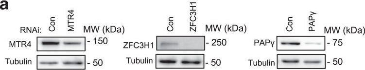 Fig.6.A showing Western Blotting in a Homo sapiens (Human) sample from the publication: PAPγ associates with PAXT nuclear exosome to control the abundance of PROMPT ncRNAs.