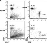 Fig.1.A showing Flow cytometry/Cell sorting in a Mus musculus (House mouse) sample from the publication: 1810011o10 Rik Inhibits the Antitumor Effect of Intratumoral CD8+ T Cells through Suppression of Notch2 Pathway in a Murine Hepatocellular Carcinoma Model.