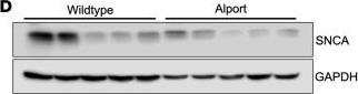 Fig.7.D showing Western Blotting from the publication: Macrophage ferritin heavy chain/α-synuclein regulatory axis modulates ferroptosis during kidney injury.