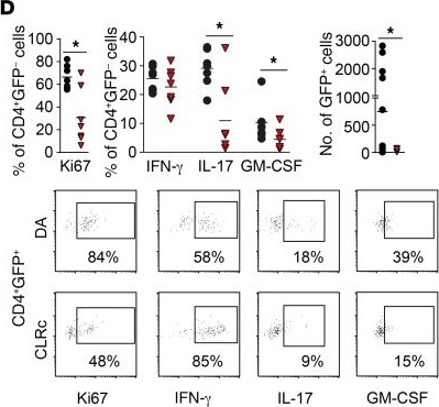 Fig.4.D showing Flow cytometry/Cell sorting from the publication: C-type lectin receptors Mcl and Mincle control development of multiple sclerosis-like neuroinflammation.