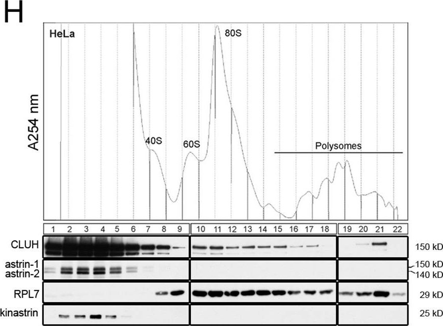 Fig.1.H showing Western Blotting in a Homo sapiens (Human) sample from the publication: CLUH controls astrin-1 expression to couple mitochondrial metabolism to cell cycle progression.