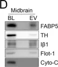 Fig.5.D showing Western Blotting in a Mus musculus (House mouse) sample from the publication: Cocaine-induced endocannabinoid signaling mediated by sigma-1 receptors and extracellular vesicle secretion.