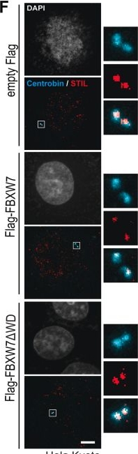 Fig.3.F showing Immunocytochemistry-immunofluorescence in a Homo sapiens (Human) sample from the publication: FBXW7 E3 ligase prevents centriole overduplication by degrading the Plk4 phosphorylated STIL-SAS6 cartwheel assembly.