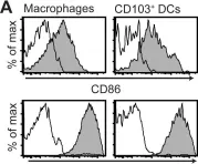 Fig.3.A showing Flow cytometry/Cell sorting from the publication: Enhanced M1 macrophage polarization in human helicobacter pylori-associated atrophic gastritis and in vaccinated mice.