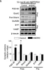 Fig.3.B showing Western Blotting in a Mus musculus (House mouse) sample from the publication: Andrographolide reduces cognitive impairment in young and mature AβPPswe/PS-1 mice.