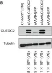 Fig.8.B showing Western Blotting in a Mus musculus (House mouse) sample from the publication: CUEDC2 modulates cardiomyocyte oxidative capacity by regulating GPX1 stability.