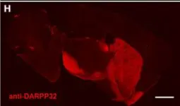 Fig.5.H showing Immunohistochemistry-immunofluorescence in a Mus musculus (House mouse) sample from the publication: Recombineering strategies for developing next generation BAC transgenic tools for optogenetics and beyond.