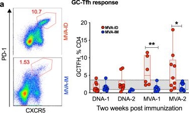 Fig.3.A showing Flow cytometry/Cell sorting from the publication: Intradermal but not intramuscular modified vaccinia Ankara immunizations protect against intravaginal tier2 simian-human immunodeficiency virus challenges in female macaques.