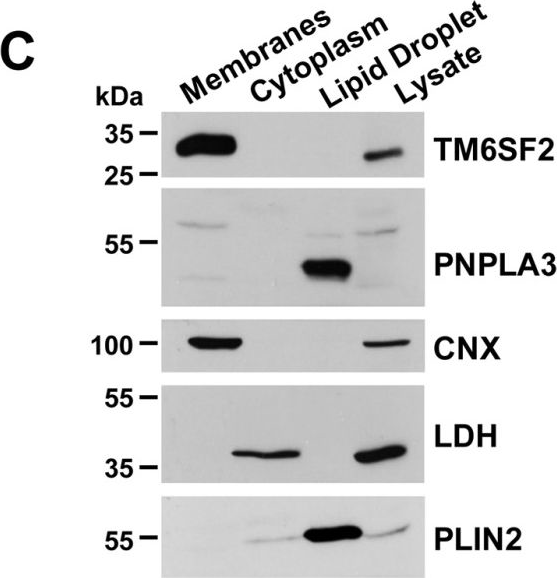 Fig.9.C showing Western Blotting in a Mus musculus (House mouse) sample from the publication: Inactivation of Tm6sf2, a Gene Defective in Fatty Liver Disease, Impairs Lipidation but Not Secretion of Very Low Density Lipoproteins.
