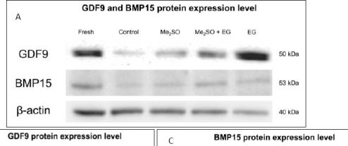 Fig.3.A showing Western Blotting in an Equus caballus (Horse) sample from the publication: Cryoprotectant-dependent preservation of cellular viability and oocyte-secreted factors in slow-frozen feline ovarian tissue.