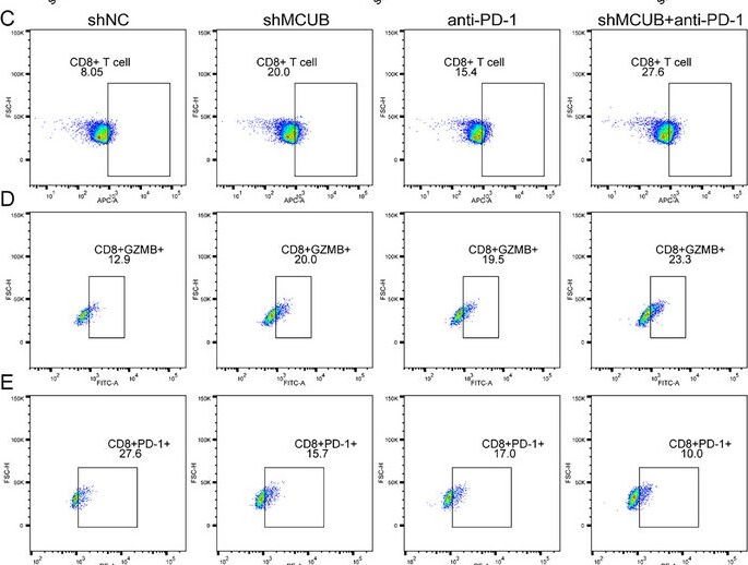 Fig.11.C showing Flow cytometry/Cell sorting from the publication: MCUB Inhibits PRKN-Dependent Mitophagic Degradation of PD-L1 to Promote Immune Evasion in Bladder Cancer.