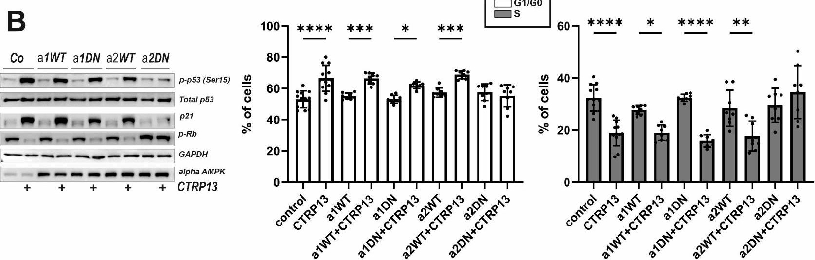 Fig.7.B showing Western Blotting in a Homo sapiens (Human) sample from the publication: CTRP13-Mediated Effects on Endothelial Cell Function and Their Potential Role in Obesity.
