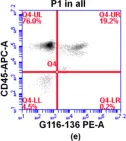 Fig.3.E showing Flow cytometry/Cell sorting in a Homo sapiens (Human) sample from the publication: Identifying the Pathological Domain of Alpha- Synuclein as a Therapeutic for Parkinson's Disease.