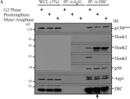Fig.2.A showing Western Blotting in a Homo sapiens (Human) sample from the publication: The dynein adaptor Hook2 plays essential roles in mitotic progression and cytokinesis.