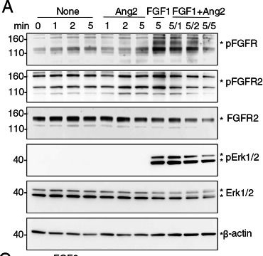 Fig.5.A showing Western Blotting in a Homo sapiens (Human) sample from the publication: Angiopoietin-2 binds to FGFR2, inhibits FGF-FGFR2 signaling, and delays cutaneous wound healing by inhibiting wound angiogenesis.