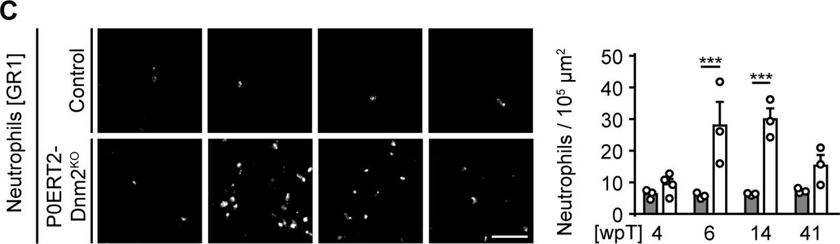 Fig.3.C showing Immunocytochemistry in a Mus musculus (House mouse) sample from the publication: Schwann cells, but not Oligodendrocytes, Depend Strictly on Dynamin 2 Function.