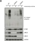 Fig.1.D showing Western Blotting in a Homo sapiens (Human) sample from the publication: The Spindle Assembly Checkpoint Is Not Essential for Viability of Human Cells with Genetically Lowered APC/C Activity.