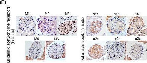 Fig.2.B showing Immunohistochemistry in a Mus musculus (House mouse) sample from the publication: Phosphoproteome reveals molecular mechanisms of aberrant rhythm in neurotransmitter-mediated islet hormone secretion in diabetic mice.