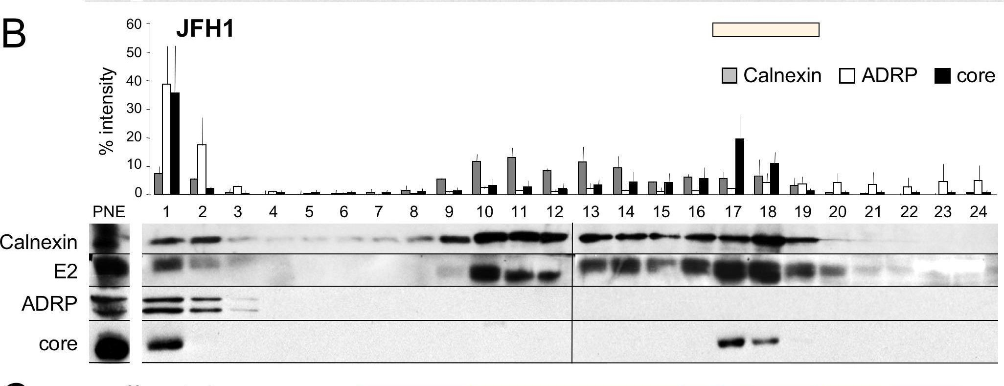 A concerted action of hepatitis C virus p7 and nonstructural protein 2 regulates core localization at the endoplasmic reticulum and virus assembly.