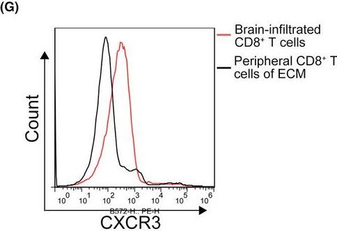 Fig.5.G showing Flow cytometry/Cell sorting in a Mus musculus (House mouse) sample from the publication: CD8+ T cell infiltration and proliferation in the brainstem during experimental cerebral malaria.
