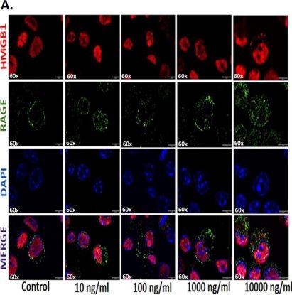 Fig.6.A showing Immunocytochemistry-immunofluorescence from the publication: Spermidine Attenuates Neuroimmune Dysfunction in Gulf War Illness via Modulation of the Gut- Brain Axis.