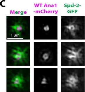 Fig.5.C showing Immunocytochemistry-immunofluorescence in a Drosophila melanogaster (Fruit fly) sample from the publication: Ana1 helps recruit Polo to centrioles to promote mitotic PCM assembly and centriole elongation.