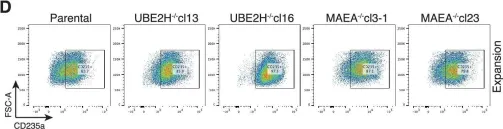 Fig.4.D showing Flow cytometry/Cell sorting in a Homo sapiens (Human) sample from the publication: Modular UBE2H-CTLH E2-E3 complexes regulate erythroid maturation.