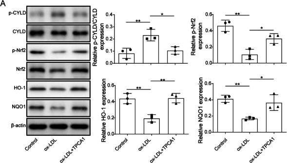 Fig.4.A showing Western Blotting in a Mus musculus (House mouse) sample from the publication: IκB kinase promotes Nrf2 ubiquitination and degradation by phosphorylating cylindromatosis, aggravating oxidative stress injury in obesity-related nephropathy.
