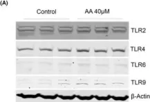 Fig.3.A showing Western Blotting from the publication: Aristolochic acid I induces proximal tubule injury through ROS/HMGB1/mt DNA mediated activation of TLRs.