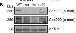Fig.6.K showing Western Blotting from the publication: Super-resolution microscopy reveals photoreceptor-specific subciliary location and function of ciliopathy-associated protein CEP290.