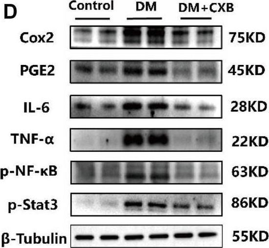 Fig.3.D showing Western Blotting from the publication: Celecoxib ameliorates diabetic sarcopenia by inhibiting inflammation, stress response, mitochondrial dysfunction, and subsequent activation of the protein degradation systems.