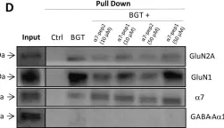 Fig.1.D showing Western Blotting from the publication: Probing the putative α7 nAChR/NMDAR complex in human and murine cortex and hippocampus: Different degrees of complex formation in healthy and Alzheimer brain tissue.