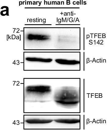 Fig.4.A showing Western Blotting in a Homo sapiens (Human) sample from the publication: TFEB activation hallmarks antigenic experience of B lymphocytes and directs germinal center fate decisions.
