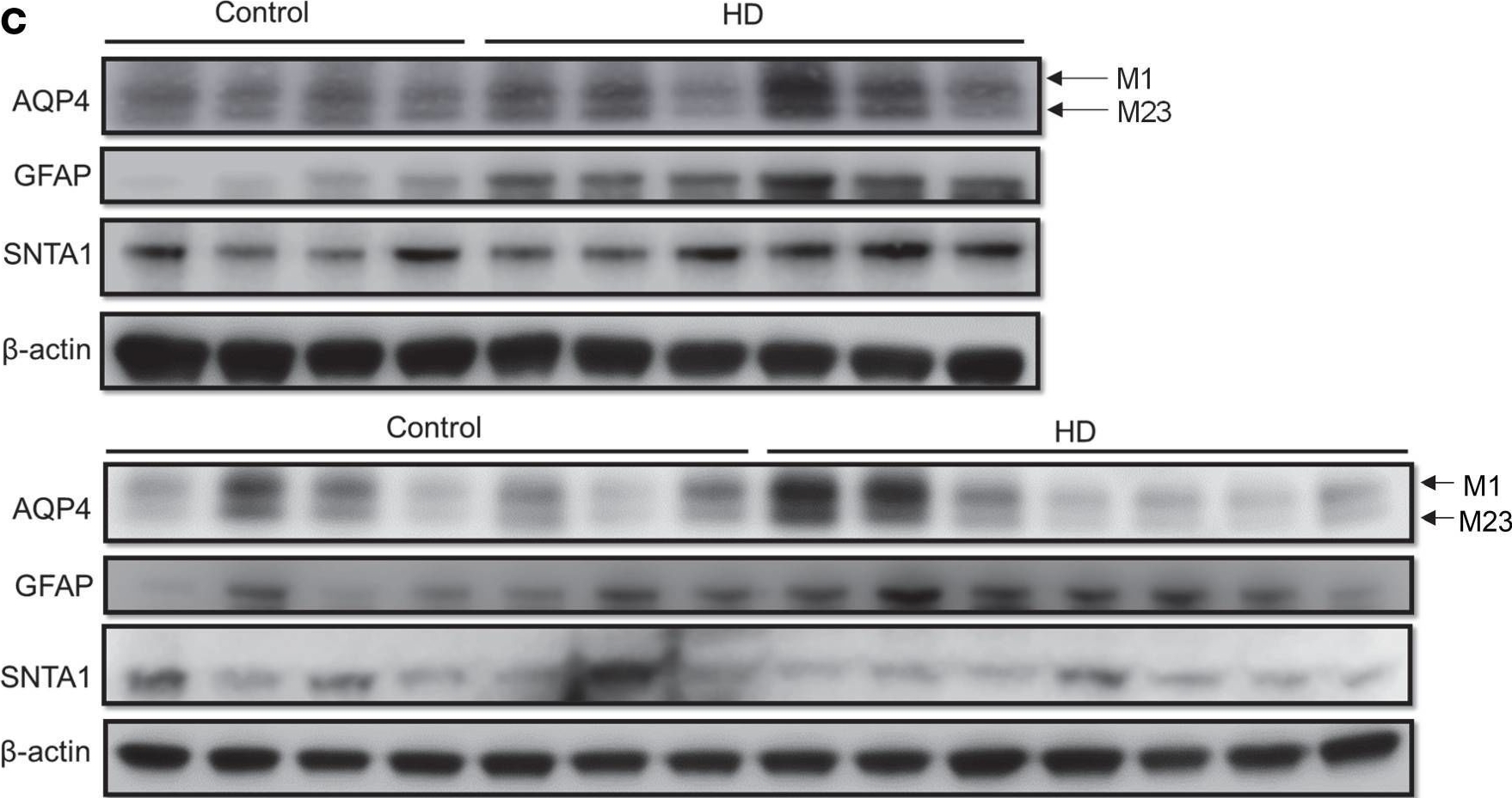 Fig.4.C showing Western Blotting in a Mus musculus (House mouse) sample from the publication: Glymphatic influx and clearance are perturbed in Huntington's disease.