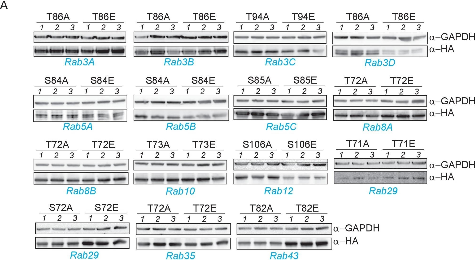 Fig.3.A showing Western Blotting in a Homo sapiens (Human) sample from the publication: Systematic proteomic analysis of LRRK2-mediated Rab GTPase phosphorylation establishes a connection to ciliogenesis.