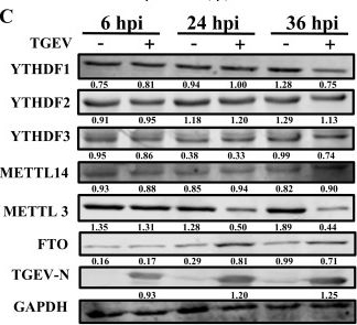 Fig.5.C showing Western Blotting in a Sus scrofa (Wild pig) sample from the publication: N6-methyladenosine within transmissible gastroenteritis virus genomic RNA inhibits its replication via efficient recognition by RNA sensor RIG-I.