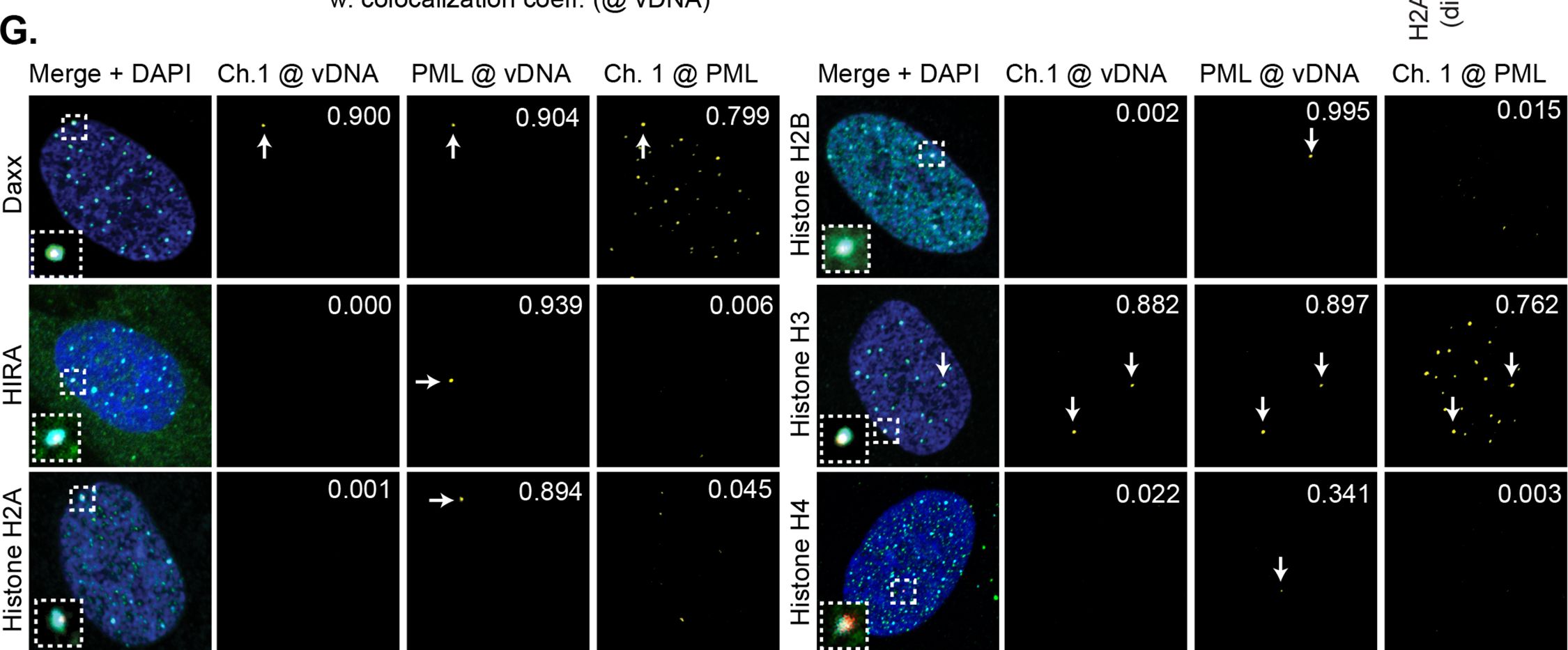 Fig.1.G showing Immunocytochemistry-immunofluorescence in a Homo sapiens (Human) sample from the publication: Daxx mediated histone H3.3 deposition on HSV-1 DNA restricts genome decompaction and the progression of immediate-early transcription.