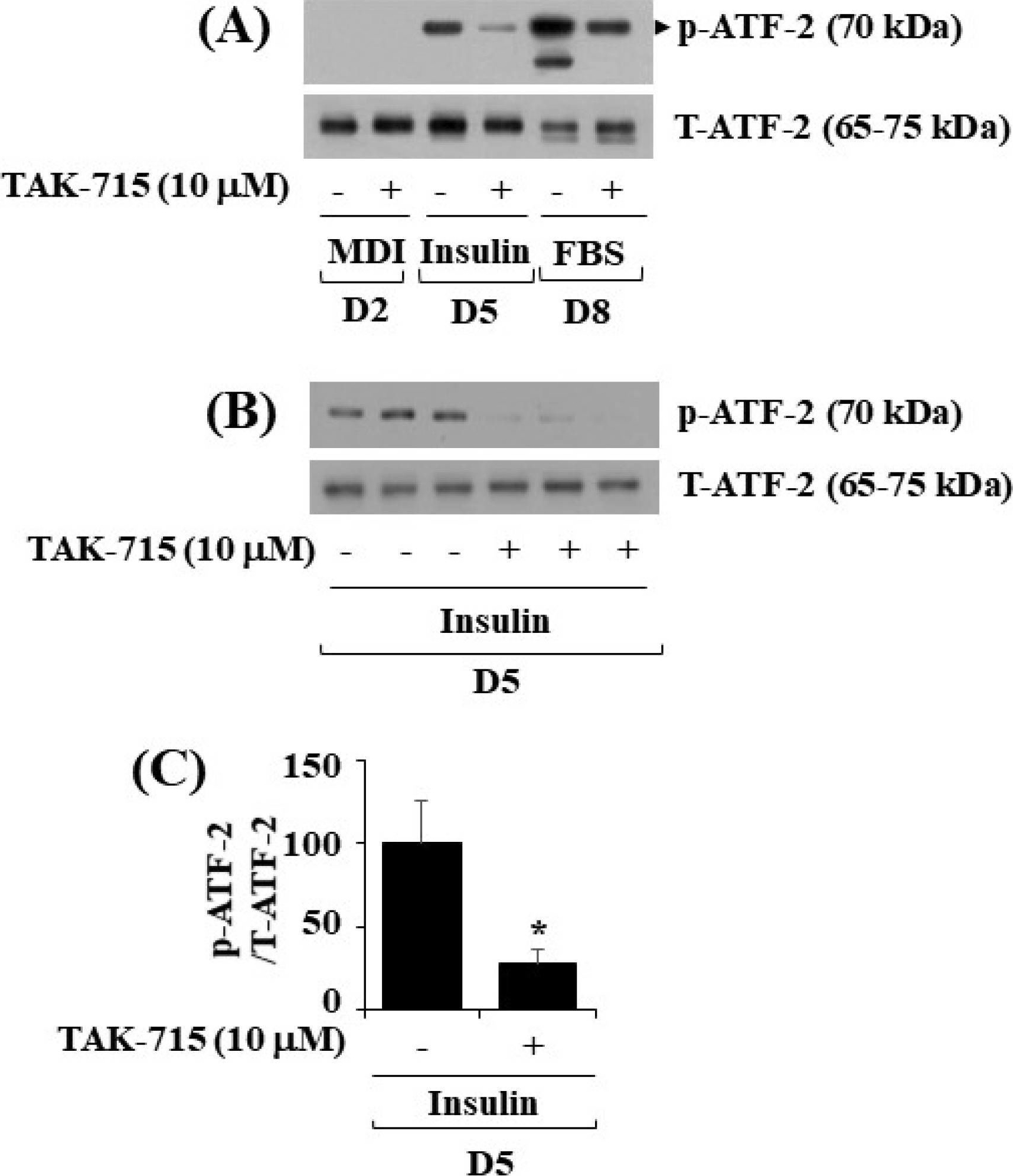 Fig.4.A showing Western Blotting from the publication: Suppression of Lipid Accumulation in the Differentiation of 3T3-L1 Preadipocytes and Human Adipose Stem Cells into Adipocytes by TAK-715, a Specific Inhibitor of p38 MAPK.