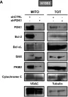Fig.5.A showing Western Blotting from the publication: Non-Canonical Role of PDK1 as a Negative Regulator of Apoptosis through Macromolecular Complexes Assembly at the ER-Mitochondria Interface in Oncogene-Driven NSCLC.