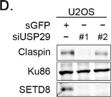 Fig.1.D showing Western Blotting in a Homo sapiens (Human) sample from the publication: USP29 Deubiquitinates SETD8 and Regulates DNA Damage-Induced H4K20 Monomethylation and 53BP1 Focus Formation.