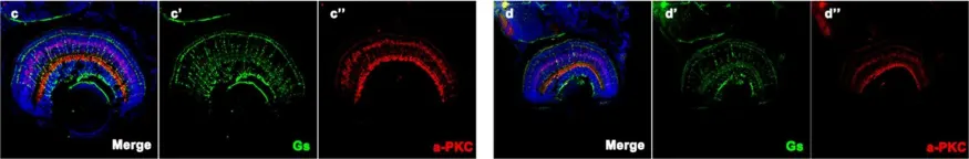 Fig.5.C showing Immunohistochemistry-immunofluorescence in a Danio rerio (Zebrafish) sample from the publication: Novel truncation mutations in MYRF cause autosomal dominant high hyperopia mapped to 11p12-q13.3.
